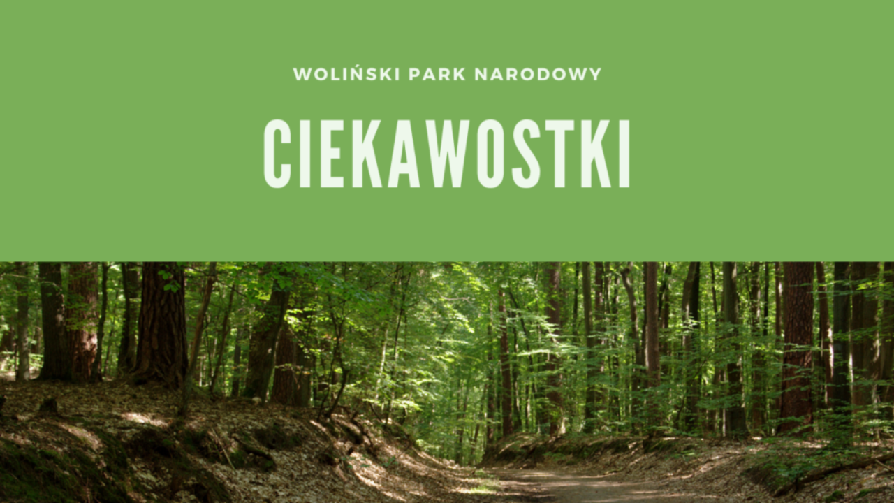 Woliński Park Narodowy Ciekawostki
