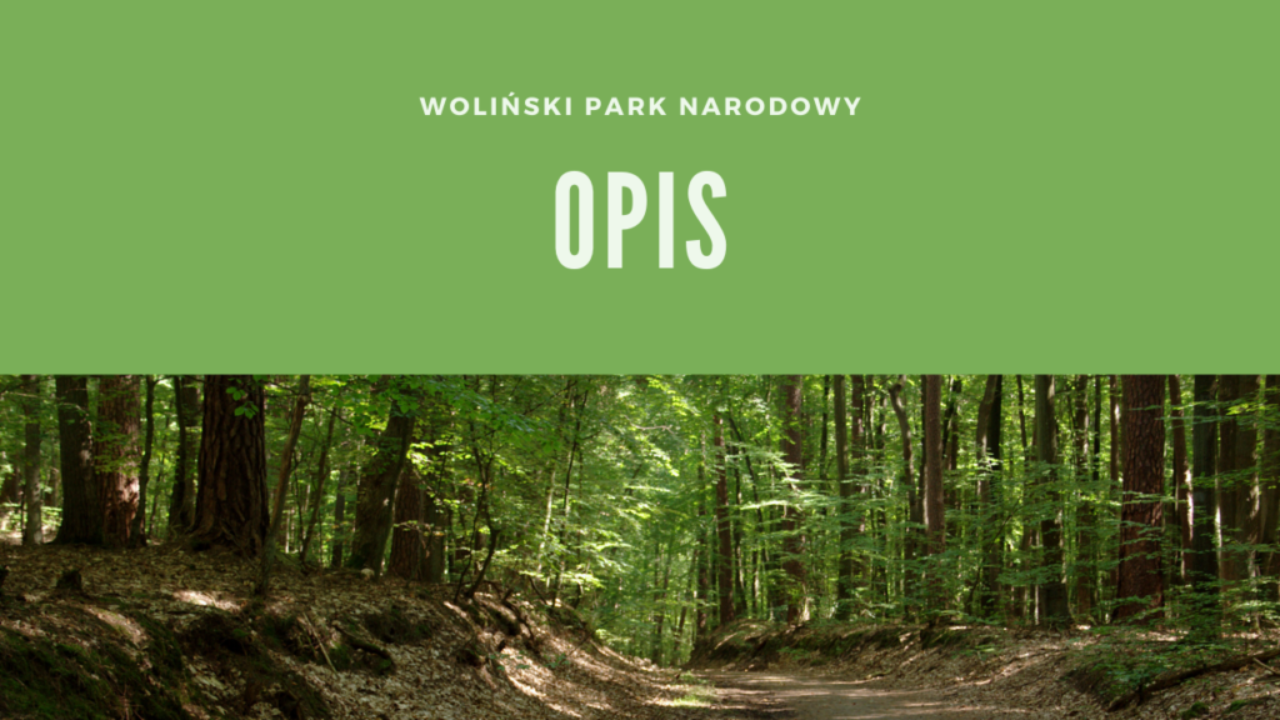 Woliński Park Narodowy Opis
